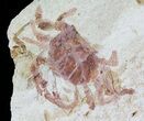 Fossil Pea Crab (Pinnixa) From California - Miocene #63728-1
